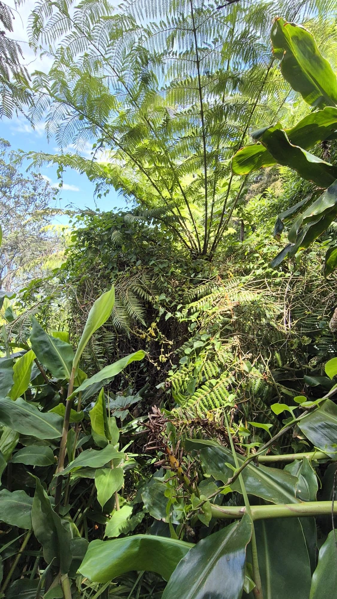 Professional pest and invasive plant control