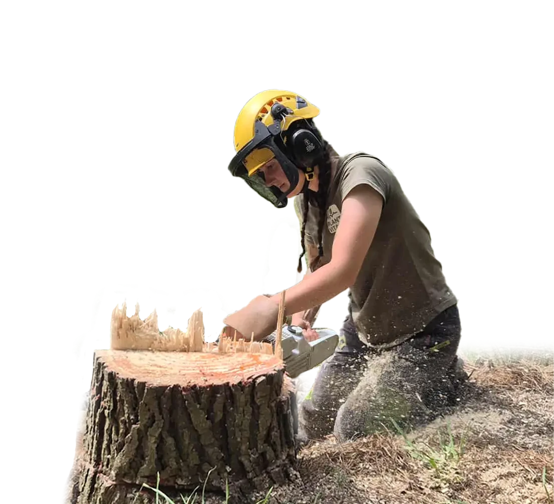 Garden design illustration